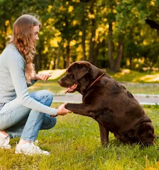 Köpek Eğitmenliği Sertifikası 1 Köpek Eğitmenliği Sertifikası